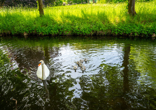 Landschaft mit kleinem Fluss und Schw&auml;nen im Wasser, Potsdam, Brandenburg, Deutschland