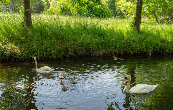Landschaft mit kleinem Fluss und Schw&auml;nen im Wasser, Potsdam, Brandenburg, Deutschland