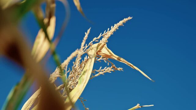 Ripe corn tops, golden dry leaves, and tassels reaching against a clear blue sky on an agricultural field in sunny weather.