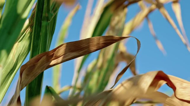 Ripe corn tops, golden dry leaves, and tassels reaching against a clear blue sky on an agricultural field in sunny weather.
