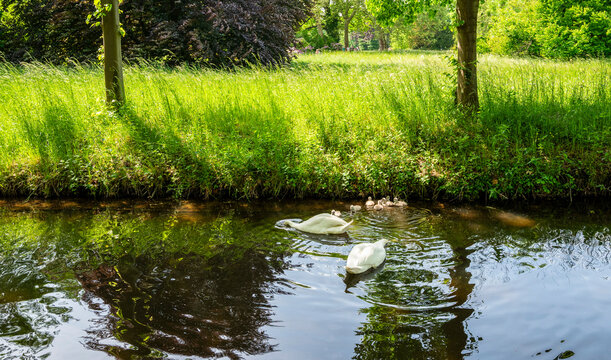 Landschaft mit kleinem Fluss und Schw&auml;nen im Wasser, Potsdam, Brandenburg, Deutschland