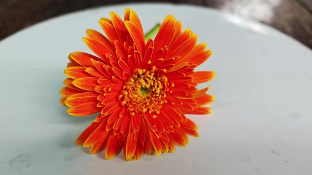 Close up of orange gerbera daisy flower on white plate.