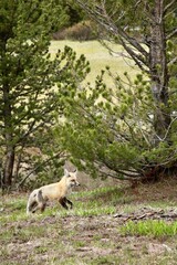 Obraz premium Vertical shot of a wild red fox walking briskly near pine trees, Yellowstone National Park