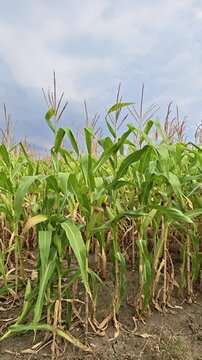 Low angle view of a cornfield with cloudy sky