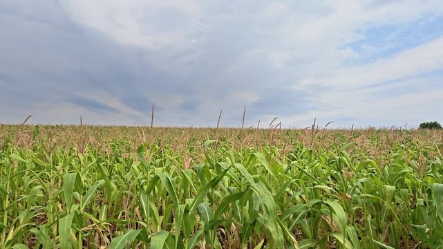 Green cornfield swaying in the strong wind