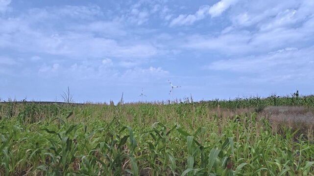 Wind turbines spinning behind a green cornfield