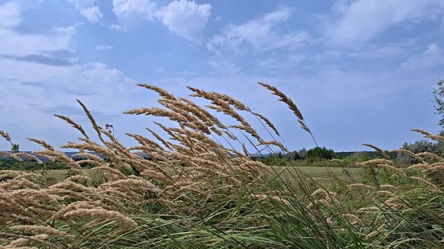 Dry, tall grass swaying in the wind on a sunny summer day