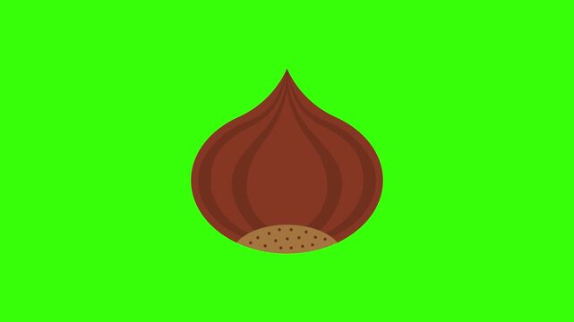 4K Flat Vector Chestnut Icon Animated on Chroma Key Green Screen