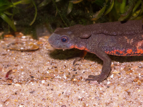 Closeup on a male Japanese fire-bellied newt, Cynops pyrrhogaster