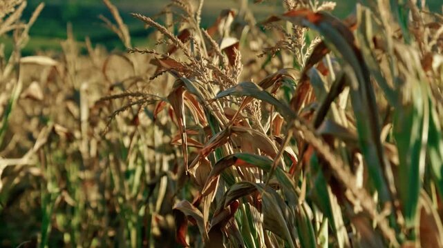 Ripe golden corn stalks and dry tassels swaying on a vast agricultural field during harvest season on a sunny day.