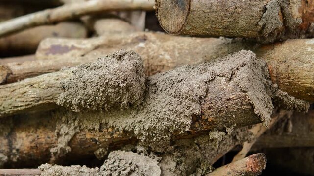 Termite Nest on a Tree Trunk in Nature