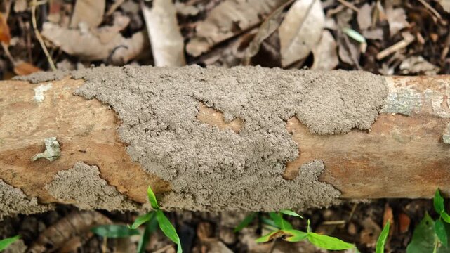 Termite Nest on a Tree Trunk in Nature