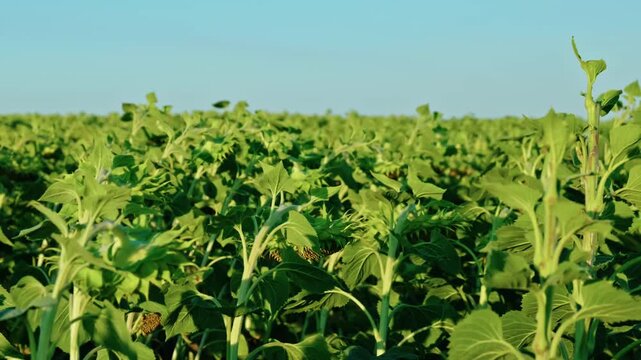 Vast agricultural field of maturing green sunflowers with drooping heads under a clear blue sky on a sunny day.