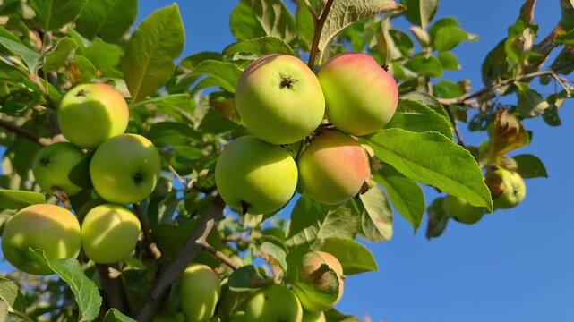 Ripe red and green apples growing on an apple tree with lush leaves against a clear blue sky, natural orchard harvest concept, fresh fruit, organic farming, summer countryside.