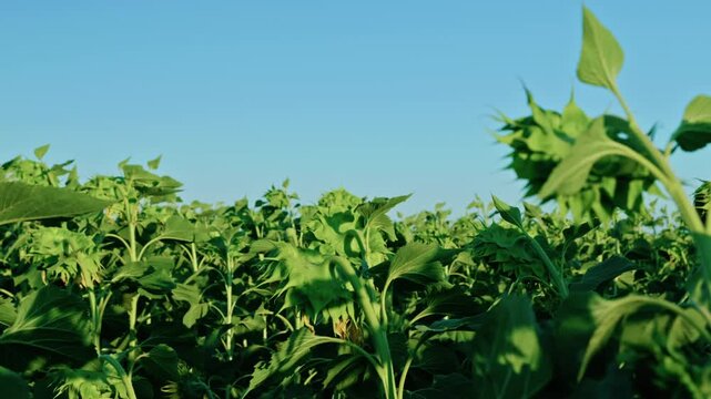 Vast agricultural field of maturing green sunflowers with drooping heads under a clear blue sky on a sunny day.