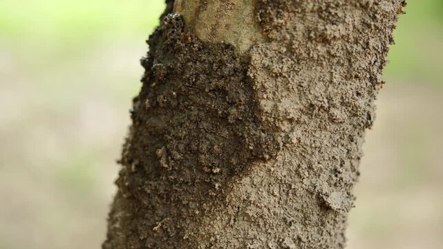 Termite Nest on a Tree Trunk in Nature