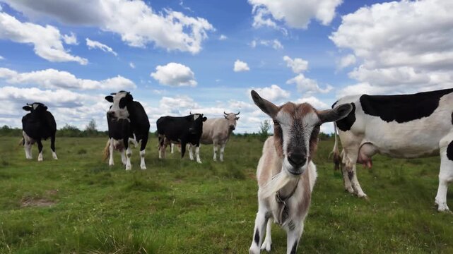 Goat with a herd of grazing cows in a peaceful rural pasture. Natural countryside landscape with livestock feeding on green grass.