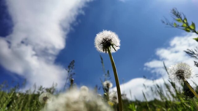 White dandelion seed head gently swaying in the breeze, viewed from below against the sky.