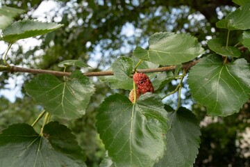 Ripening Mulberries Growing on Tree Branch © Blessape