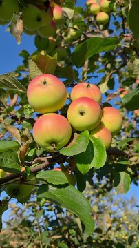 Ripe red and green apples growing on an apple tree with lush leaves against a clear blue sky, natural orchard harvest concept, fresh fruit, organic farming, summer countryside.