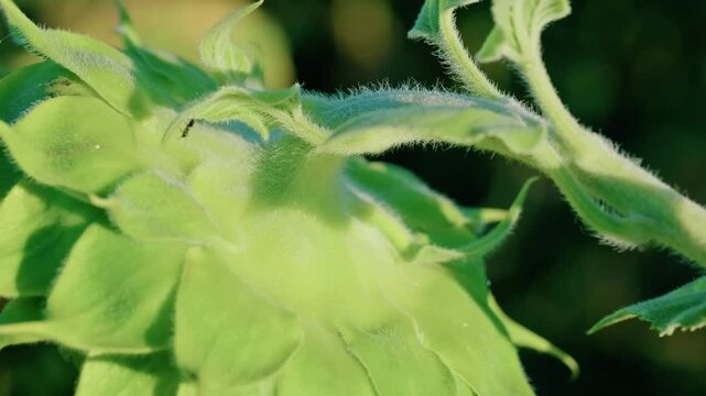 Macro footage showing the extreme texture of a fuzzy green sunflower part in bright sunlight. A small golden beetle crawls on the leaf surface.