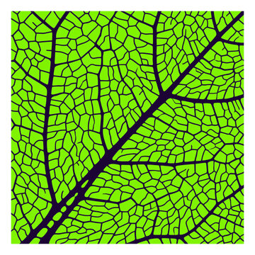 Green leaf vein texture macro pattern background vector design