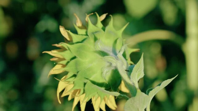 Macro footage showing the extreme texture of a fuzzy green sunflower part in bright sunlight. A small golden beetle crawls on the leaf surface.