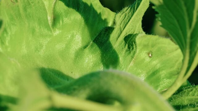 Macro footage showing the extreme texture of a fuzzy green sunflower part in bright sunlight. A small golden beetle crawls on the leaf surface.