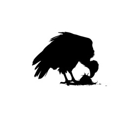 Fototapeta premium Black silhouette of a vulture standing on the ground with its head lowered, transparent background, vulture silhouette