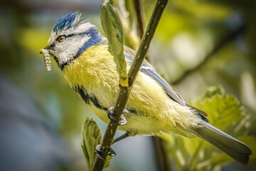 Blaumeise mit einer Raupe im Schnabel © Micha Trillhaase