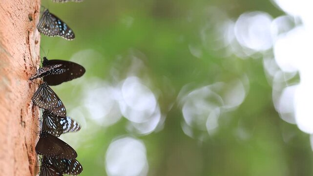 Beautiful nature video background. Colorful butterflies flying in groups foraging for food and pollinating in the forest. Nature during travel.
