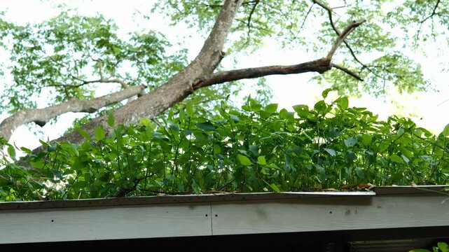 Wild Weeds Growing on the Roof of an Old Building