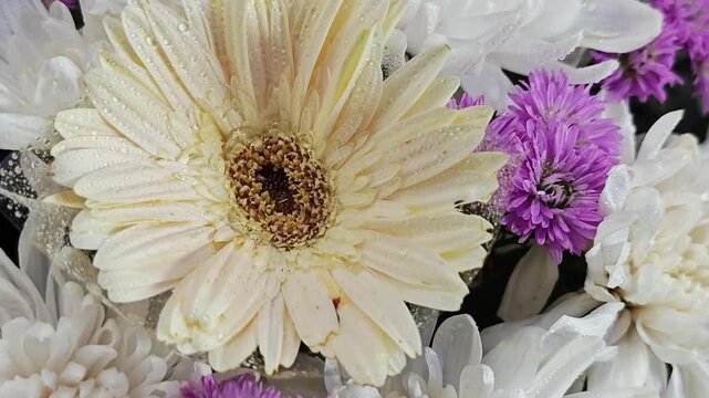 Creamy white gerbera daisy with water drops in bouquet.