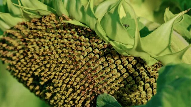 Close-up, low-angle shot looking up at a mature sunflower head facing downwards, with developing seeds visible against a clear blue sky in bright sunlight.