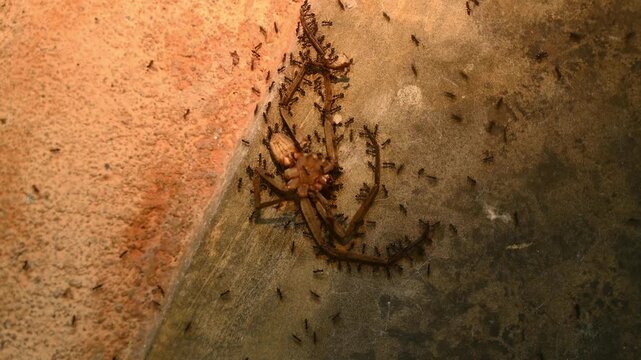 Longhorn crazy ants (Paratrechina longicornis) carry a piece of prey, dead Huntsman spiders (Heteropoda venatoria), back to their nest. The ants work together using swarm intelligence.