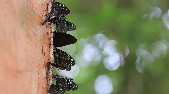 Beautiful nature video background. Colorful butterflies flying in groups foraging for food and pollinating in the forest. Nature during travel.