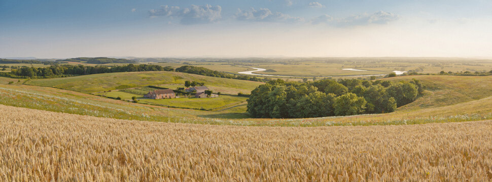 Rural summer landscape golden wheat field with farm and trees