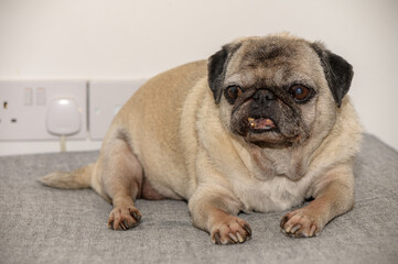 Obraz premium Old pug resting on sofa at home