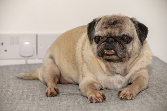 Old pug resting on sofa at home
