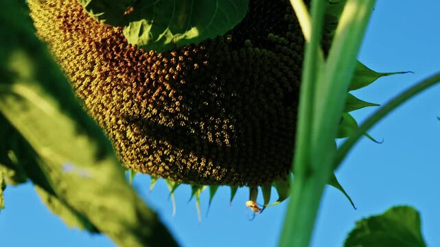 Low-angle shot looking up at a mature sunflower head facing downwards, with developing seeds visible against a clear blue sky in bright sunlight.