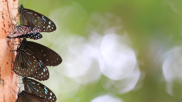 Beautiful nature video background. Colorful butterflies flying in groups foraging for food and pollinating in the forest. Nature during travel.
