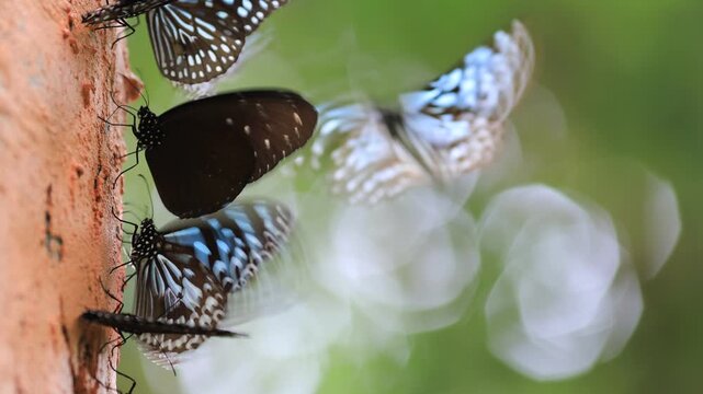 Beautiful nature video background. Colorful butterflies flying in groups foraging for food and pollinating in the forest. Nature during travel.