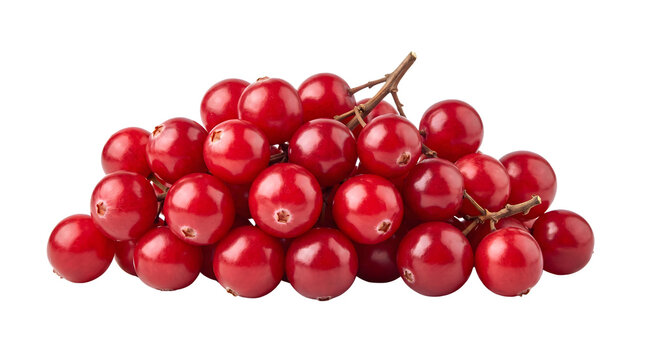 Cluster of fresh ripe red cranberries with stems on a dark background