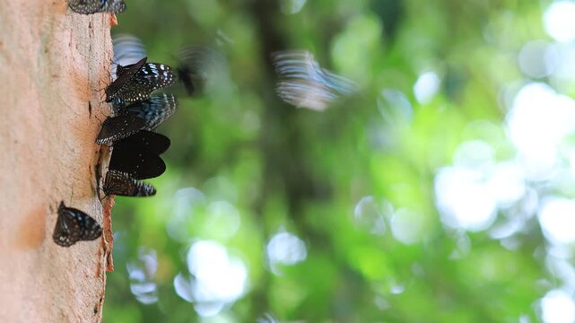 Beautiful nature video background. Colorful butterflies flying in groups foraging for food and pollinating in the forest. Nature during travel.