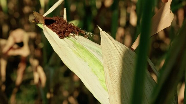 Close-up view of ripe corn stalks and ears on an agricultural field in sunny autumn weather. Golden maize crop ready for harvest.