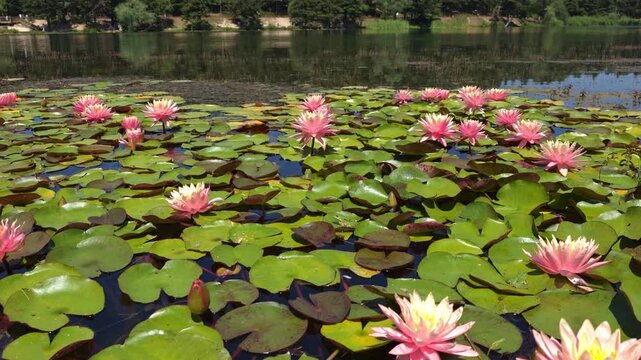Blooming Pink Water Lilies and Green Pads Floating on Calm Lake Surface with Frogs on Sunny Day