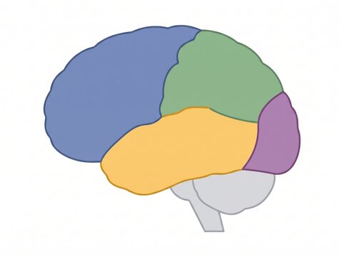 Color coded diagram of human brain lobes illustrating sections for neurological research with cerebrum neuroscience neurology physiology cognition structure cerebral healthcare illustration