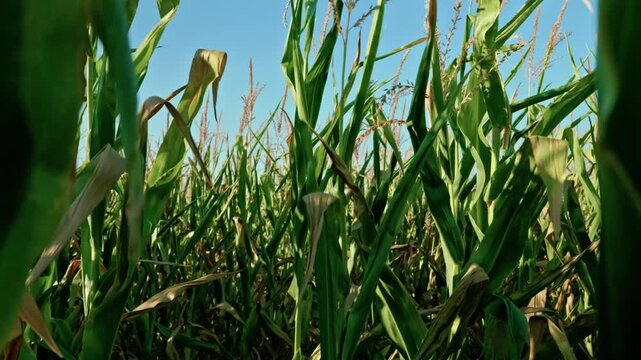 Close-up view of ripe corn stalks and ears on an agricultural field in sunny autumn weather. Golden maize crop ready for harvest.
