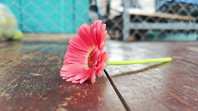 Pink gerbera daisy flower on wooden table.