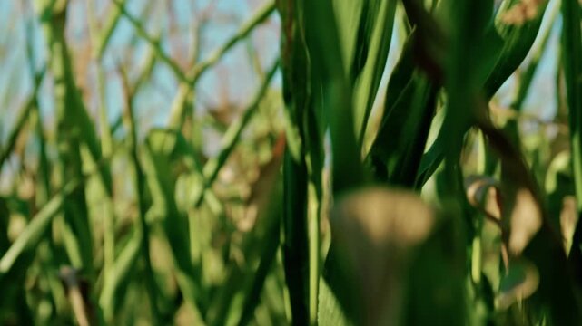 Close-up view of ripe corn stalks and ears on an agricultural field in sunny autumn weather. Golden maize crop ready for harvest.